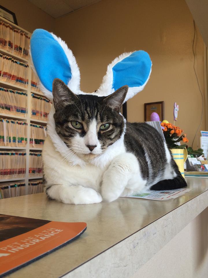Veterinarian in San Marcos, CA